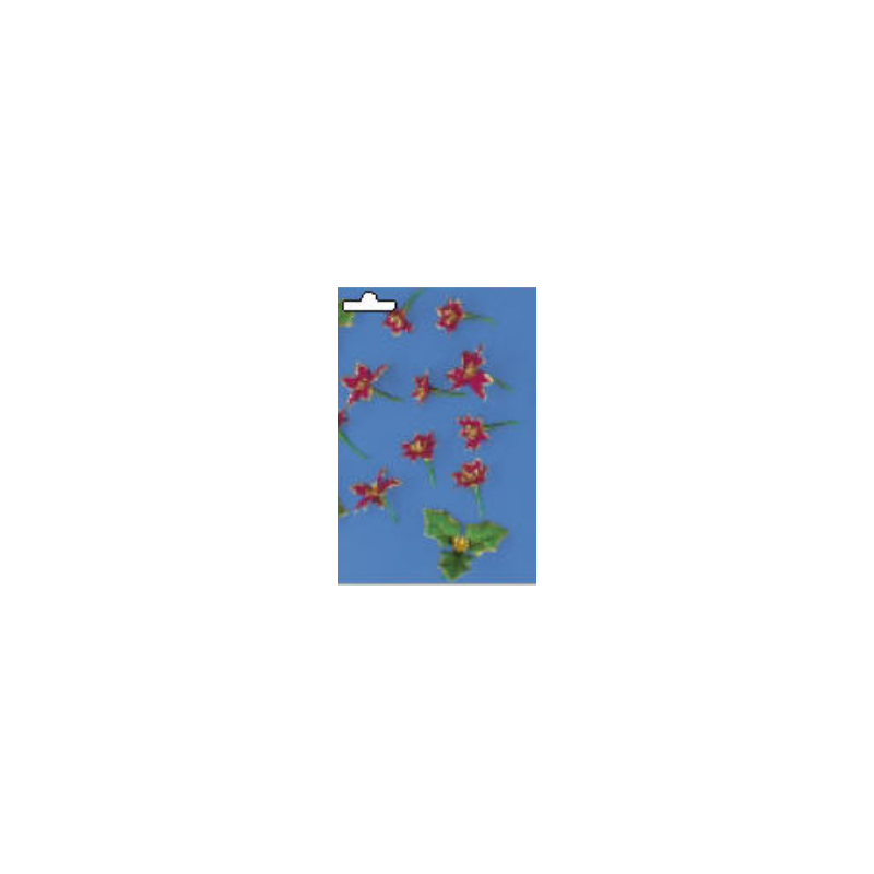 Fleurs "Poinsettia", rouge vin, sct.-LS 24 fleurs Fleurs "Poinsettia", rouge vin, sct.-LS 24 fleurs