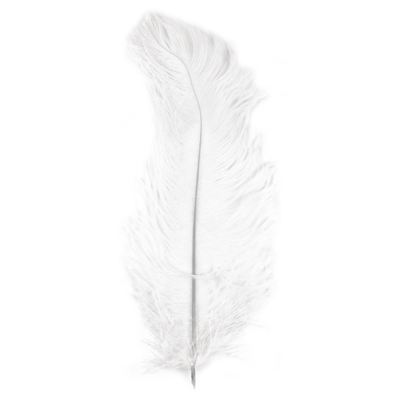Plume d'autruche Plume d'autruche