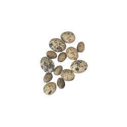 Plastic Quail Egg - various sizes