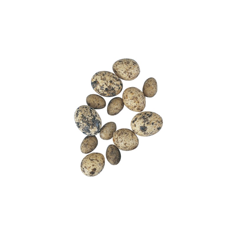 Plastic Quail Egg - various sizes Plastic Quail Egg - various sizes