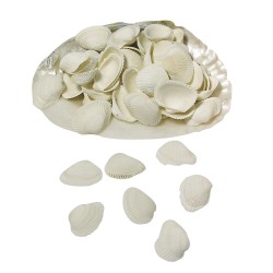 Assortment of shells in basket or pearl shell