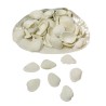 Assortment of shells in basket or pearl shell