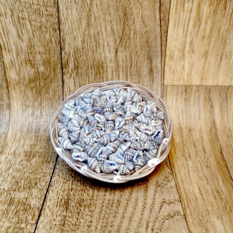 Assortment of shells in basket or pearl shell Assortment of shells in basket or pearl shell