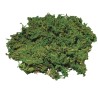 Natural moss